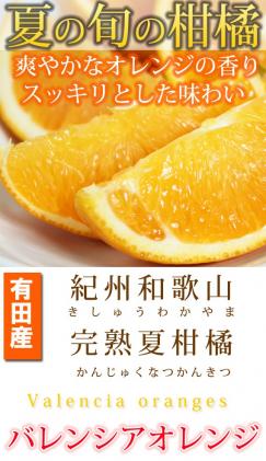 秀品 希少な国産バレンシアオレンジ 2.5kg ※2024年6月下旬頃～7月上旬