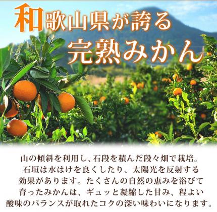 先行予約】紀州有田産 濃厚完熟 温州みかん 5kg 【家庭用 訳あり