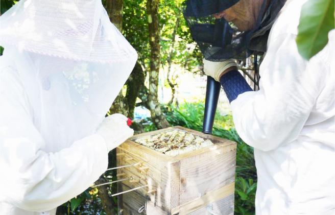 希少ハチミツ 南紀熊野蜜 1kg(500g×2個) / 古座川流域で採取した日本