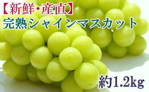 [新鮮・産直]和歌山かつらぎ町産 完熟シャインマスカット 約1.2kg ぶどう ブドウ マスカット 果物 くだもの フルーツ