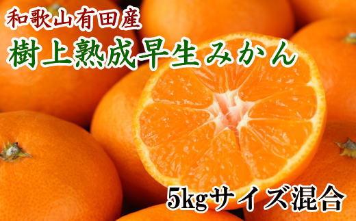 紀州有田産早生みかんの樹上熟成みかん5kg(サイズ混合) ※2021年1月中旬