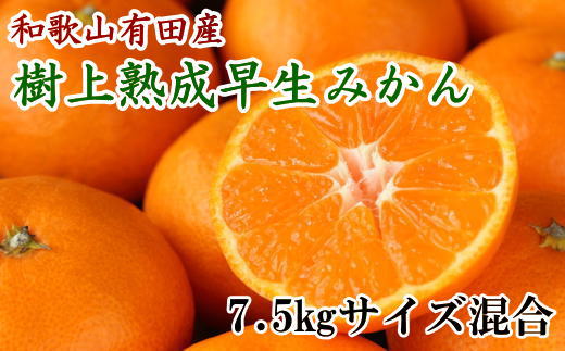 紀州有田産早生みかんの樹上熟成みかん7.5kg(サイズ混合) ※2022年1月