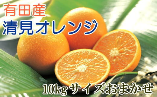 厳選]有田産清見オレンジ約10kg(サイズおまかせ・秀品) / 和歌山県北