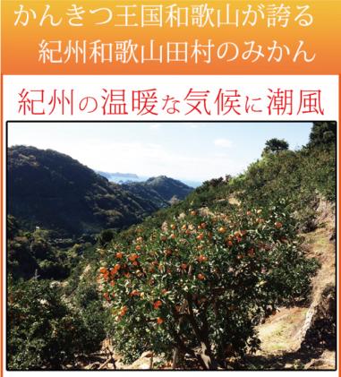 和歌山県北山村のふるさと納税 【ご家庭用訳あり】田村みかん　5kg ※2024年11月下旬頃～2025年1月下旬頃に順次発送(お届け日指定不可)