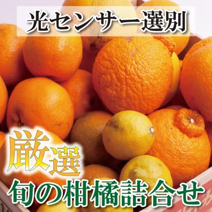 厳選 柑橘詰合せ1.5kg+45g(傷み補償分)[有田の春みかん詰め合わせ・フルーツ詰め合せ・オレンジつめあわせ][光センサー選別][ikd183]