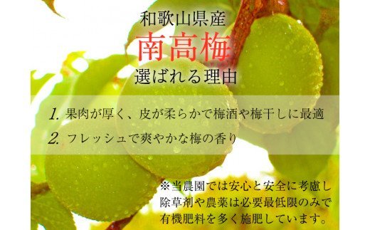 梅干し・梅酒用】熟南高梅(生梅)2Lサイズ約2kg<6月中旬から順次発送