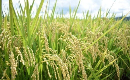 島根県安来市のふるさと納税 BG無洗米・金芽米にこまる 5kg×3回 定期便【隔月】【令和6年産 定期便 2ヶ月に1回 6ヶ月 時短 健康】