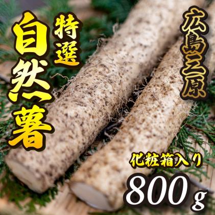 ≪標高375mで採れた≫自然薯化粧箱入り800g[配達不可:離島] 広島 三原 とろろ 029005