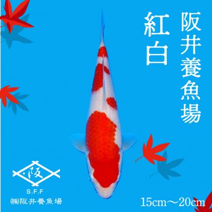 阪井養魚場 錦鯉 大正三色 当歳 1匹 ※写真は令和4年度に実際に寄附者へ発送した鯉です※ 【 生き物 魚 飼育 錦鯉 鯉 紅白 三色 優勝 受賞  稚魚 】 お届け:12月～3月 054002|株式会社阪井養魚場