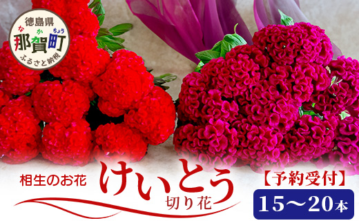 [予約受付]那賀町産 けいとう 15本〜20本[相生の花][6月中旬〜9月発送]生花 お花 花束 生け花 華道 ケイトウ[生産者直送]プレゼント 贈り物 フラワーアレンジメント インテリア ドライフラワー 切り花 切花 MN-1