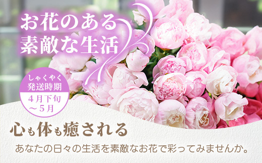 予約受付】那賀町産 しゃくやく 8本～10本【4月下旬～5月発送】【徳島