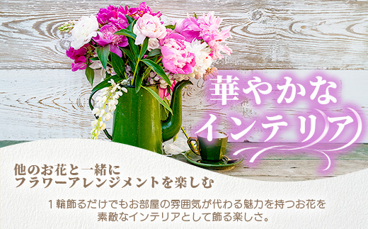 予約受付】那賀町産 しゃくやく 8本～10本【4月下旬～5月発送】【徳島