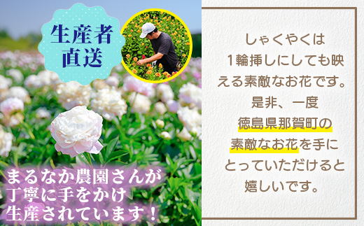 予約受付】那賀町産 しゃくやく 8本～10本【4月下旬～5月発送】【徳島