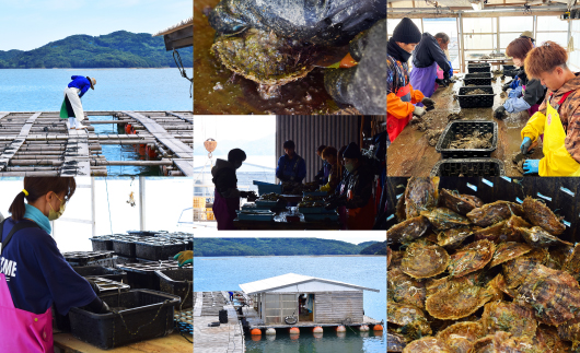 熊本県天草市のふるさと納税 S085-382_8.5mm - 9mm ネックレス あこや真珠 ナチュラルカラー 1粒 ネックレス スルーネックレス SV925 シルバー925[A]あずきチェーン