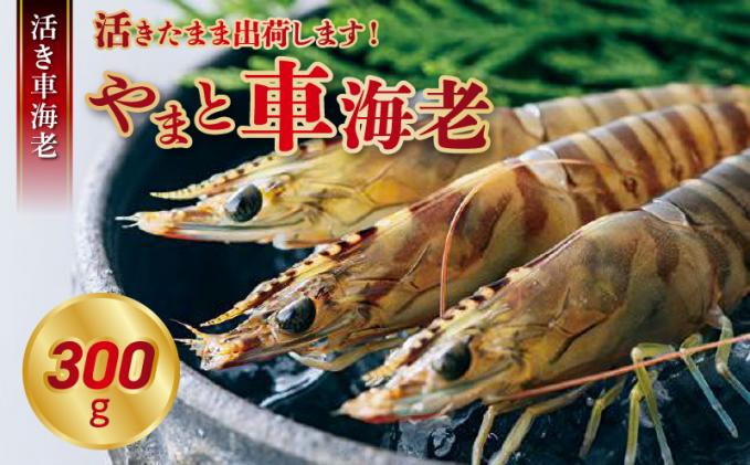 熊本県天草市のふるさと納税 S010-004_活き車海老「やまと車海老」300g〈先行予約〉