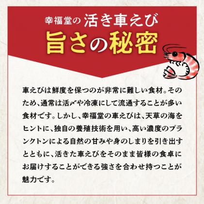 熊本県天草市のふるさと納税 S005-005_【鮮度抜群】《美味しさの極み》天草産・幸福堂の活き車えび『海老王』(370g)〈先行受付〉