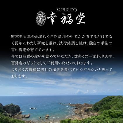 熊本県天草市のふるさと納税 S005-005_【鮮度抜群】《美味しさの極み》天草産・幸福堂の活き車えび『海老王』(370g)〈先行受付〉