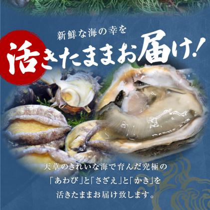 熊本県天草市のふるさと納税 S002-021_【期間限定・先行受付】大容量!天草の旬!バーベキューセット　約6人前