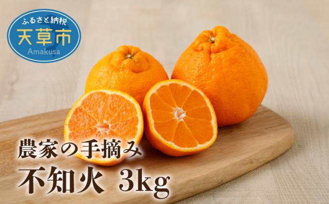 熊本県天草市のふるさと納税 S040-010_農家の手摘み不知火 約3kg〈先行受付〉