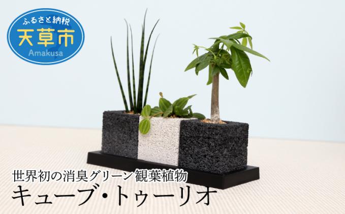 S060-001_キューブ・トゥーリオ 世界初の消集グリーン 観葉植物