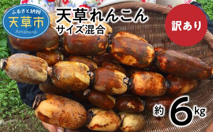 S089-008_訳あり 天草れんこん サイズ混合 約6kg / 熊本県天草市 | セゾンのふるさと納税