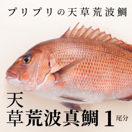 S006-004_天草荒波真鯛 フィレ 1尾分 (原魚1.6kg前後)