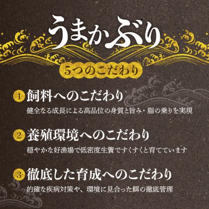 熊本県天草市のふるさと納税 S137-006_【天草育ち】活じめ!うまかぶりたたき2節　約1kg(切るだけ、手間いらず)