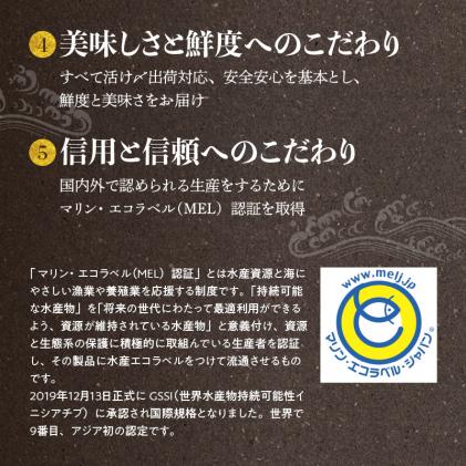 熊本県天草市のふるさと納税 S137-006_【天草育ち】活じめ!うまかぶりたたき2節　約1kg(切るだけ、手間いらず)