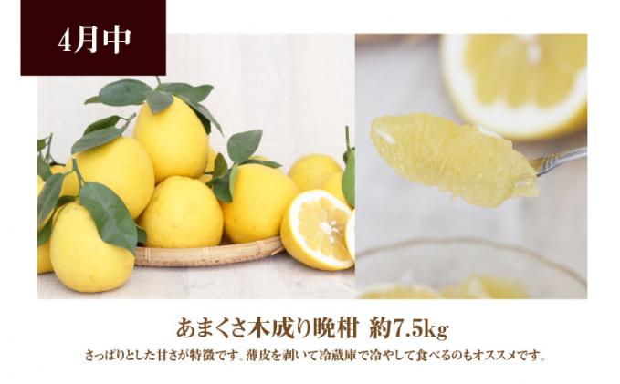 熊本県天草市のふるさと納税 S040-013_【定期便 3回】厳選!天草 下浦地区の農家が愛情込めて育てた柑橘3種〈先行受付〉