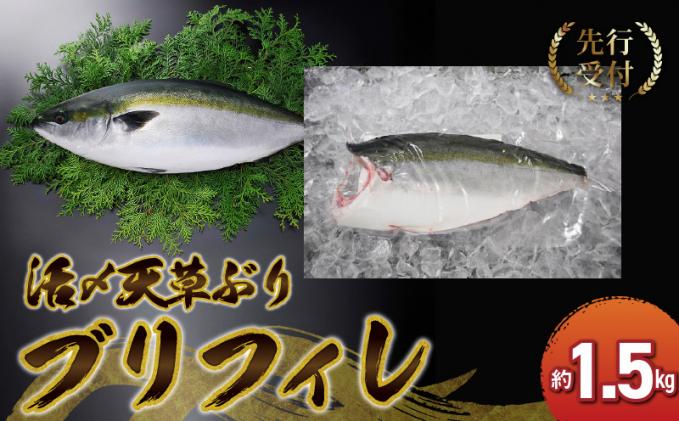 S042-005_活〆天草ぶり ブリフィレ 約1.5kg[先行予約]