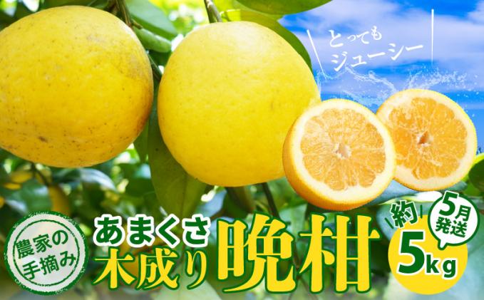 s040-032-05_≪5月発送≫農家の手摘み　あまくさ木成り晩柑　約5kg