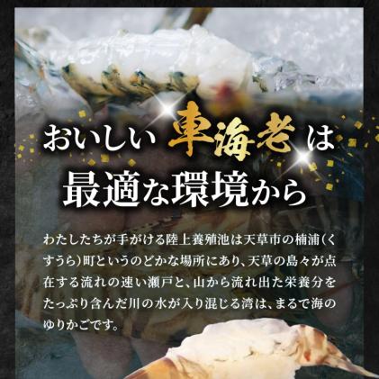 熊本県天草市のふるさと納税 S010-004_活き車海老「やまと車海老」300g〈先行予約〉