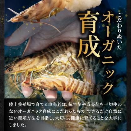 熊本県天草市のふるさと納税 S010-004_活き車海老「やまと車海老」300g〈先行予約〉