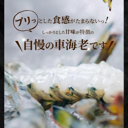 熊本県天草市のふるさと納税 S010-004_活き車海老「やまと車海老」300g〈先行予約〉