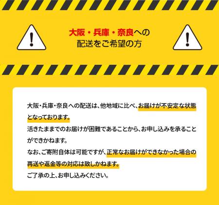 熊本県天草市のふるさと納税 S010-004_活き車海老「やまと車海老」300g〈先行予約〉