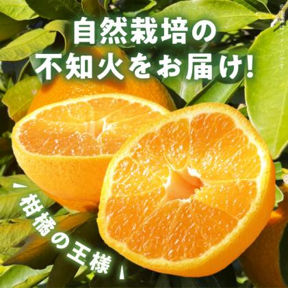 熊本県天草市のふるさと納税 S178-004_【自然栽培】不知火 約2kg