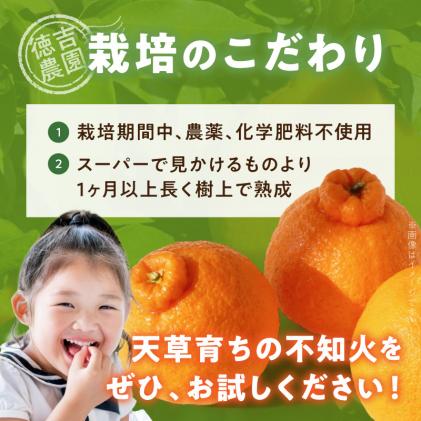 熊本県天草市のふるさと納税 S178-004_【自然栽培】不知火 約2kg