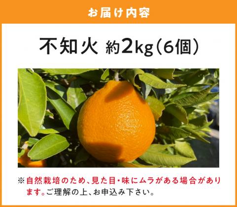 熊本県天草市のふるさと納税 S178-004_【自然栽培】不知火 約2kg