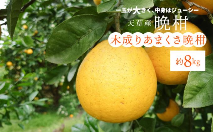 S153-003_熊本県天草産木成りあまくさ晩柑 約8kg / 熊本県天草市