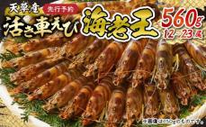 S005-006_【鮮度抜群】《美味しさの極み》天草産・幸福堂の活き車えび『海老王』(560g)〈先行受付〉