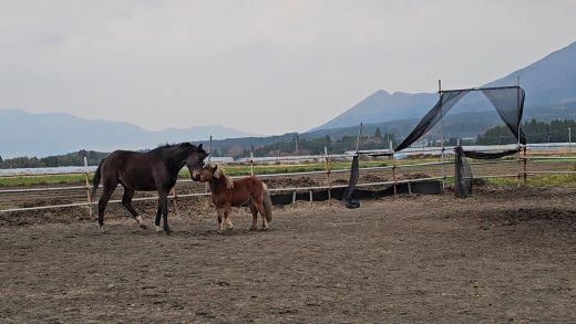 熊本県南阿蘇村のふるさと納税 【返礼品なし】 南阿蘇で暮らす余生馬たちへ想いを届ける/日本初のアニマルサンクチュアリー<1,000円>