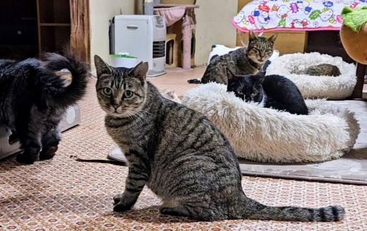 熊本県南阿蘇村のふるさと納税 【返礼品なし】 南阿蘇で暮らす余生馬たちへ想いを届ける/日本初のアニマルサンクチュアリー<1,000円>