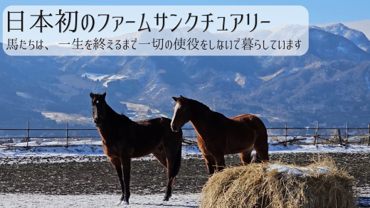 熊本県南阿蘇村のふるさと納税 【返礼品なし】 南阿蘇で暮らす余生馬たちへ想いを届ける/日本初のアニマルサンクチュアリー<10,000円>