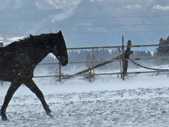 熊本県南阿蘇村のふるさと納税 【返礼品なし】 南阿蘇で暮らす余生馬たちへ想いを届ける/日本初のアニマルサンクチュアリー<10,000円>
