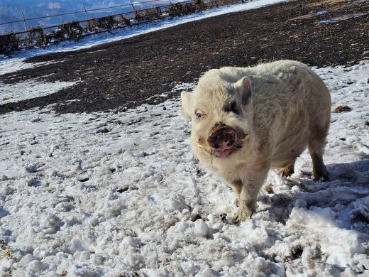 熊本県南阿蘇村のふるさと納税 【返礼品なし】 南阿蘇で暮らす余生馬たちへ想いを届ける/日本初のアニマルサンクチュアリー<10,000円>