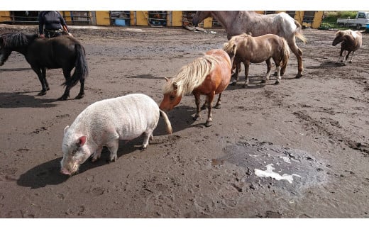 熊本県南阿蘇村のふるさと納税 【返礼品なし】 南阿蘇で暮らす余生馬たちへ想いを届ける/日本初のアニマルサンクチュアリー<10,000円>
