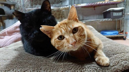 熊本県南阿蘇村のふるさと納税 【返礼品なし】 南阿蘇で暮らす余生馬たちへ想いを届ける/日本初のアニマルサンクチュアリー<10,000円>