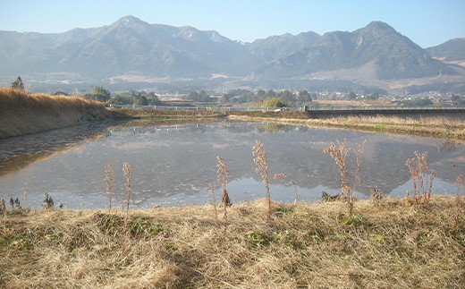 熊本県南阿蘇村のふるさと納税 令和5年産特別栽培米 いのちの壱(白米)5kg×1