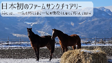 【返礼品なし】 南阿蘇で暮らす余生馬たちへ