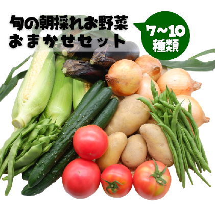 旬の朝採れお野菜おまかせセット